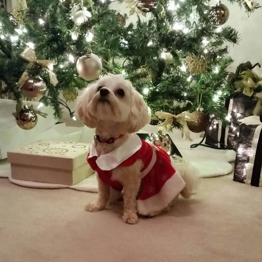 Meet your Posher, Daphne